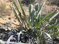 Strelitzia reginae reginae