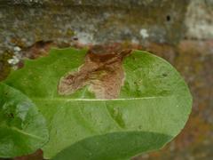 Liriomyza taraxaci