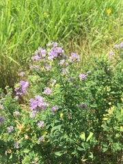 Medicago sativa