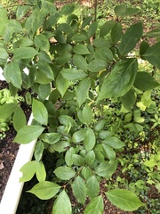 Calycanthus floridus