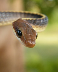 Chironius flavolineatus