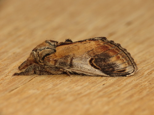 Pebble Prominent