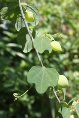 Adenia gummifera