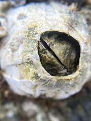 Amphibalanus eburneus