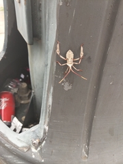 Acanthocephala declivis