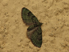 Chloroclystis v-ata