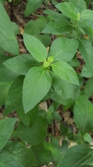 Ruellia drummondiana
