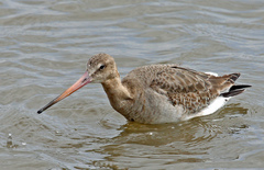 Limosa limosa