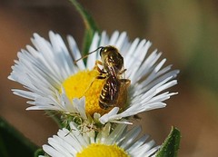 Halictus aerarius