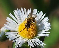 Halictus aerarius