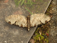 Eupithecia insigniata