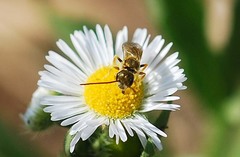 Halictus aerarius