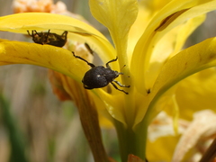 Mononychus punctumalbum