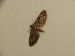 Eupithecia tantillaria