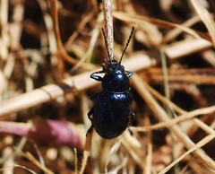 Chrysochus chinensis