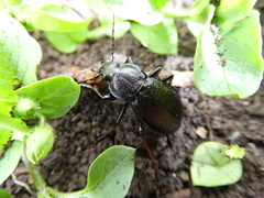 Carabus henningi