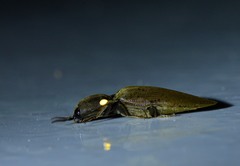 Pyrophorus