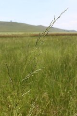 Eragrostis plana