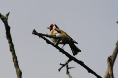 Carduelis carduelis