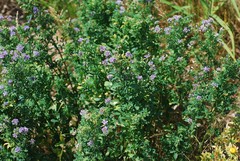 Medicago sativa