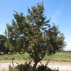Juniperus deppeana deppeana