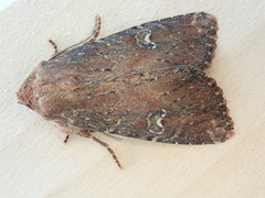 Apamea scoparia