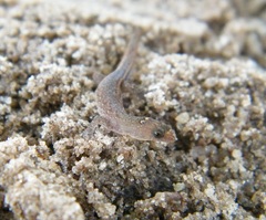 Coleodactylus meridionalis