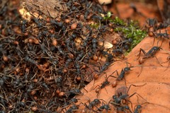 Eciton burchellii
