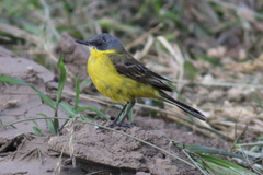 Motacilla flava thunbergi