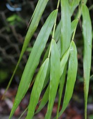 Hakonechloa macra