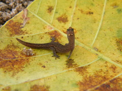 Coleodactylus meridionalis