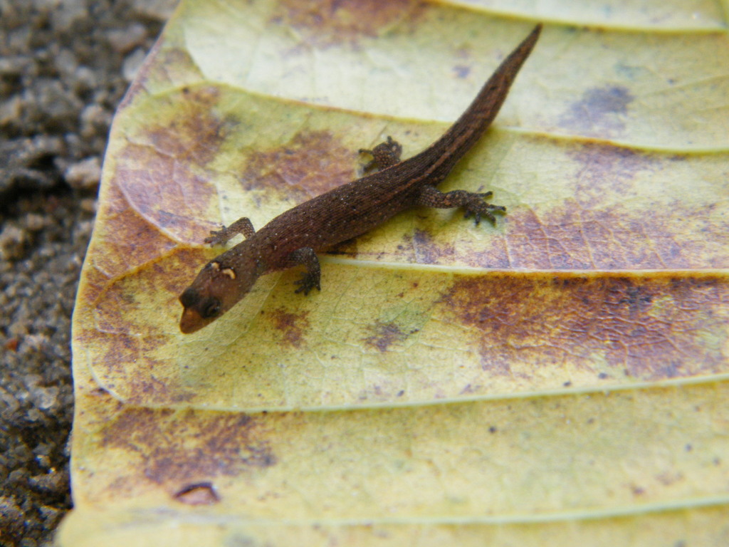 Meridian Gecko