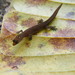 Coleodactylus meridionalis - Photo (c) Frederico Acaz Sonntag,  זכויות יוצרים חלקיות (CC BY-NC), הועלה על ידי Frederico Acaz Sonntag
