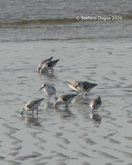 Calidris alba