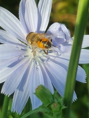 Eristalis tenax
