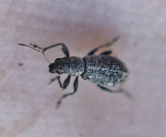 Polydrusus inustus