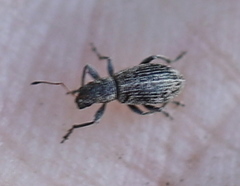 Polydrusus inustus