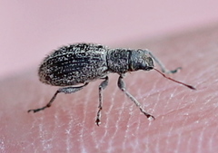 Polydrusus inustus