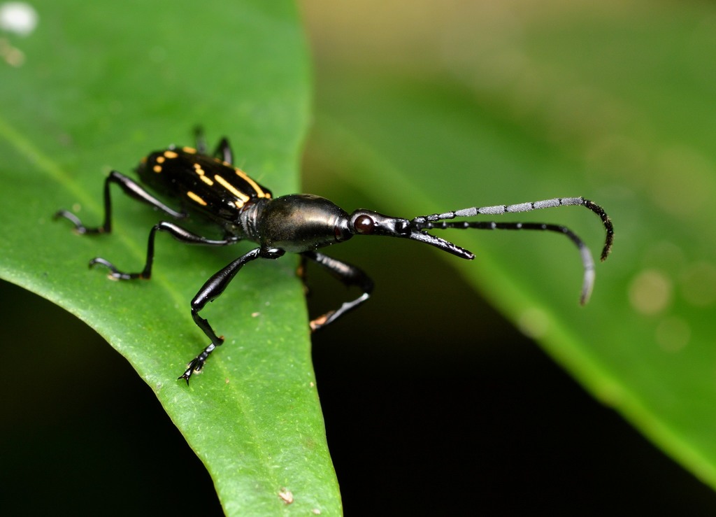 Raphirhynchus