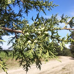 Juniperus deppeana deppeana