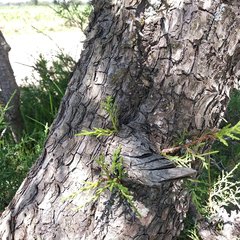 Juniperus deppeana deppeana