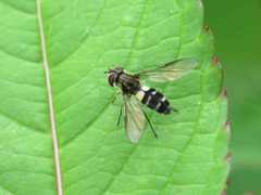 Leucozona laternaria