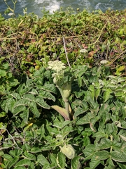 Angelica lucida