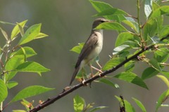 Acrocephalus palustris