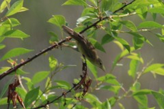 Acrocephalus palustris