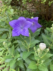 Platycodon grandiflorus