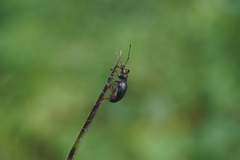 Otiorhynchus coecus
