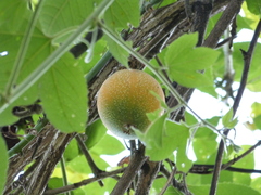 Passiflora ligularis