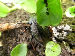 Carabus henningi