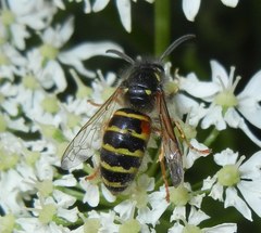 Dolichovespula norwegica